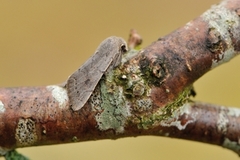 Plettseljefly (Orthosia populeti)