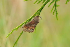 Furuspinner (Dendrolimus pini)