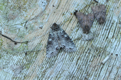 Buehakefly (Polia hepatica)