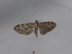 Strekdvergmåler (Eupithecia exiguata)