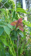 Liten snabelsvermer (Deilephila porcellus)