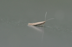 Coleophora