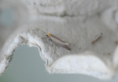 Crassa unitella