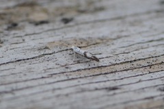 Argyresthia curvella