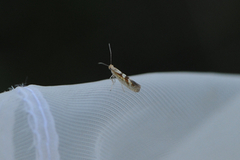 Argyresthia pygmaeella