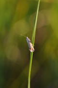 Glyphipterix thrasonella