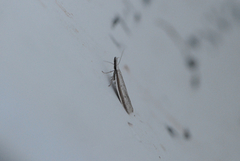 Pleurota bicostella
