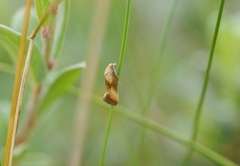 Blodtoppraktvikler (Eupoecilia sanguisorbana)