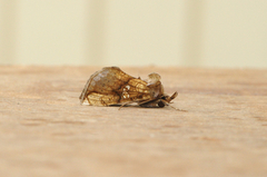 Tyrihjelmfly (Polychrysia moneta)