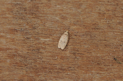 Agonopterix angelicella