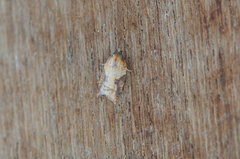 Mjødurtflatvikler (Acleris aspersana)