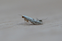 Argyresthia