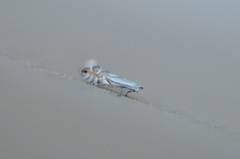 Phyllonorycter heegeriella