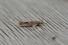 Sumpviklerne (Bactra lacteana/lancealana/robustana)