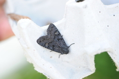 Stort lyngheifly (Aporophyla nigra)