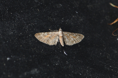 Rustdvergmåler (Eupithecia icterata)