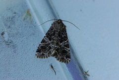 Mørkt nellikfly (Hadena bicruris)