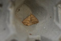 Buelinjet viftefly (Herminia grisealis)