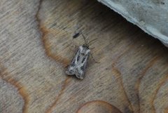 Fagerjordfly (Agrotis vestigialis)