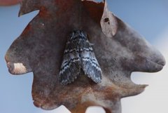 Lys eiketannspinner (Drymonia ruficornis)