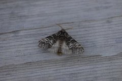 Lys eiketannspinner (Drymonia ruficornis)