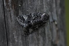 Ospekveldfly (Acronicta megacephala)