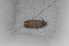 Bryotropha terrella