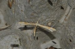 Ryllikfjærmøll (Gillmeria pallidactyla)