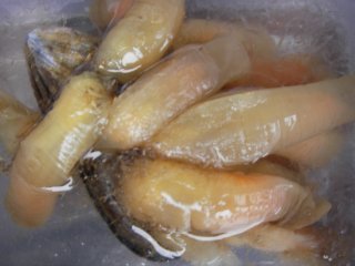 Grønnsekkdyr (Ciona intestinalis)