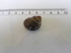 Storstrandsnegl (Littorina littorea)