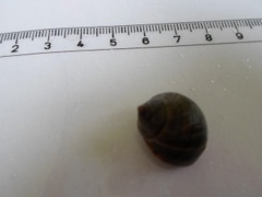 Storstrandsnegl (Littorina littorea)