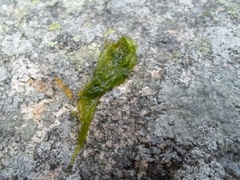 Tarmgrønske (Ulva intestinalis)