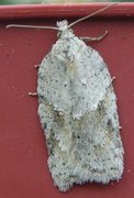 Hvit flatvikler (Acleris logiana)