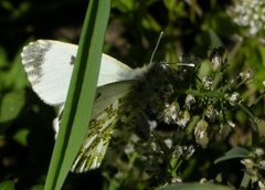 Aurorasommerfugl (Anthocharis cardamines)