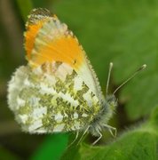 Aurorasommerfugl (Anthocharis cardamines)