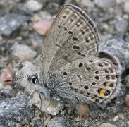 Myrblåvinge (Plebejus optilete)