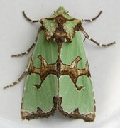 Grønnbåndet rotfly (Staurophora celsia)