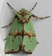 Grønnbåndet rotfly (Staurophora celsia)