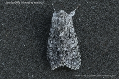 Syrekveldfly (Acronicta rumicis)