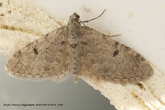 Furudvergmåler (Eupithecia indigata)