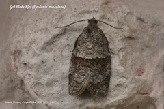 Grå bladvikler (Syndemis musculana)