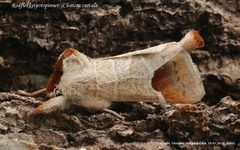 Rødflekkstjertspinner (Clostera curtula)