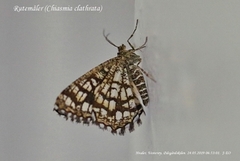 Rutemåler (Chiasmia clathrata)