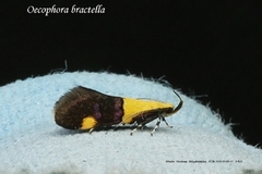 Oecophora bractella