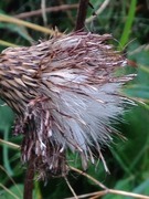 Hvitbladtistel (Cirsium heterophyllum)