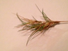 Geitsvingel (Festuca vivipara)