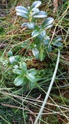 Tyttebær (Vaccinium vitis-idaea)