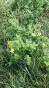 Marimjelleslekta (Melampyrum)