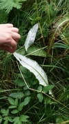 Hvitbladtistel (Cirsium heterophyllum)