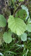 Hasselslekta (Corylus)